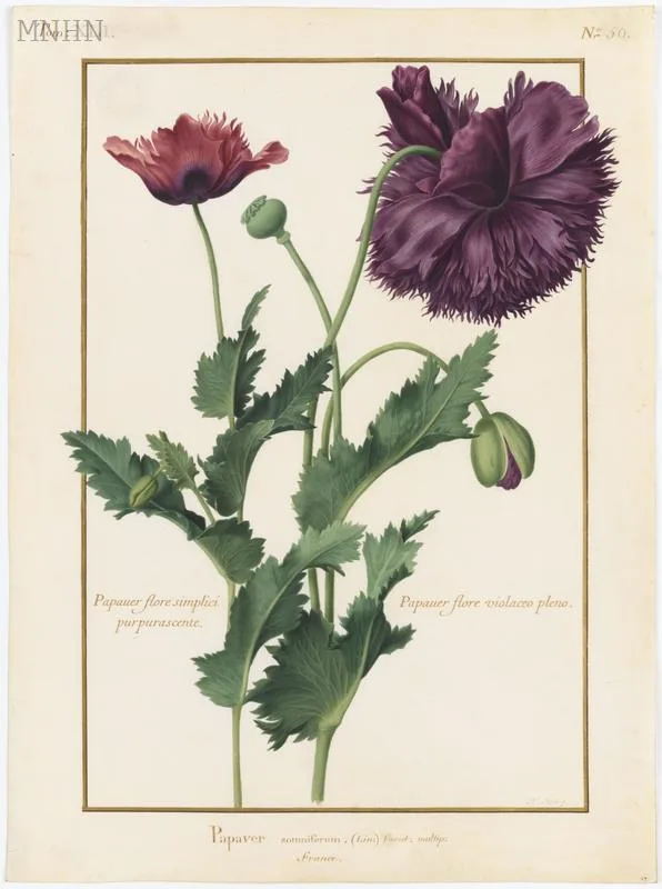 Papaver somniferum by Madeleine Françoise Basseporte (28 April 1701 – 6 September 1780)